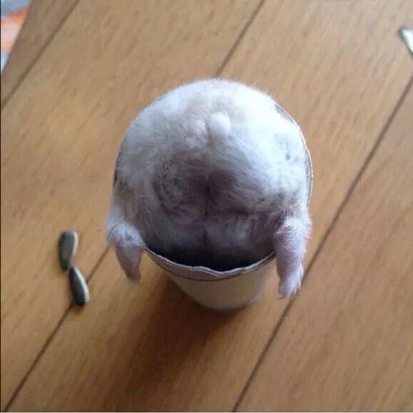 4. Как же он обратно вылезет? Даже помогать не хочется, чтобы не портить этот вид!