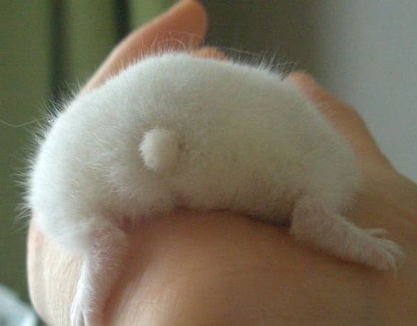 7. Белоснежная попка)))