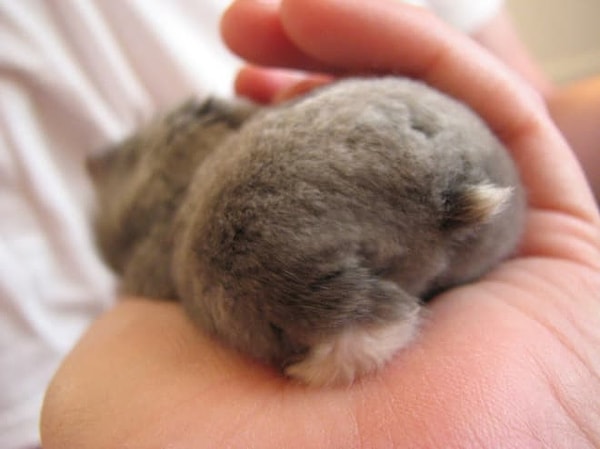 20. Да еще и шерстка невероятно мягкая)))