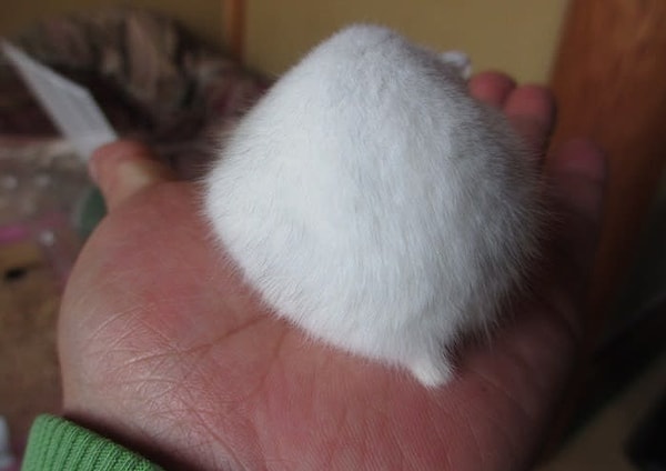 23. Это точно не снежок? ❄️