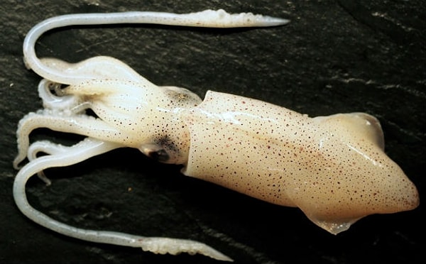 4. Клетки мозга кальмара со всех сторон плотно облегают пищевод. Поэтому если кальмар съест что-то большое, то неизбежно повредит себе мозг. (Вот это, я понимаю, мотивация к диете!)