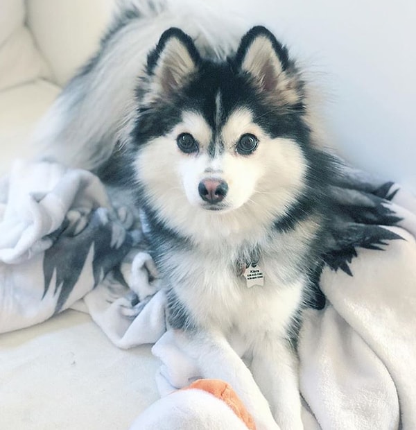 9. Кто-нибудь вообще способен устоять перед помски - смесью померанского шпица и хаски?