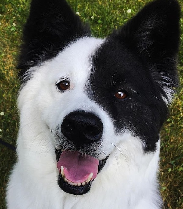 12. Вы только посмотрите на этого песика, который является смесью самоедской собаки и колли!