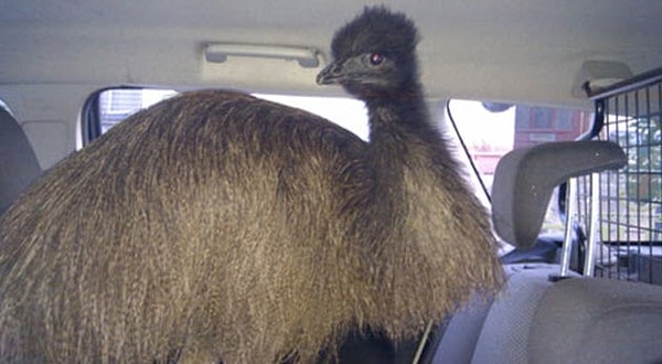 4. Эму, которого преследовала полиция