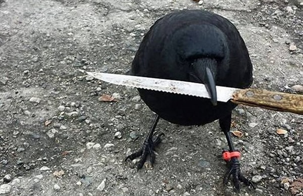 7. Ворона, укравшая улику