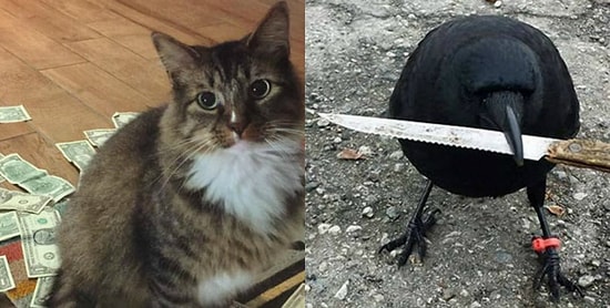 Интересные истории о преступлениях, совершенных животными