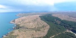 Sinop'ta Nükleer Santral İçin Binlerce Ağaç Kesildi: 'Patlama Olursa Daha Az Kişi Ölsün Diye Burası Seçildi'