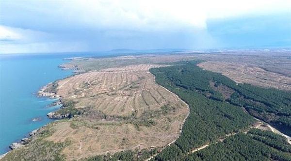 Sinop il merkezine 14 km uzaklıkta kurulması planlanan nükleer santral için şimdiden binlerce ağaç yok edildi.