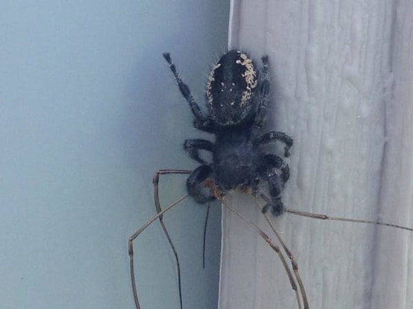 7. Иногда даже паукам стоит бояться своих сородичей...