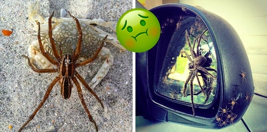 Фото, которые лучше не смотреть тем, кто боится пауков до потери сознания