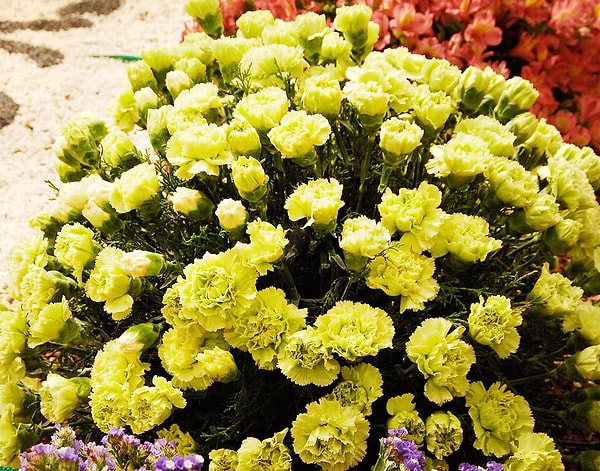 5. А жёлтая гвоздика что символизирует?