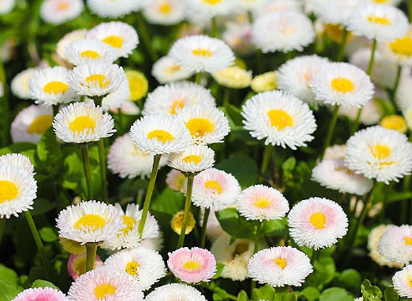 10. Символом чего являются маргаритки?