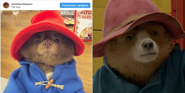 4. А недавно в Инстаграме выложили фото шпица в костюмчике медведя Паддингтона. И их просто не отличить друг от друга!