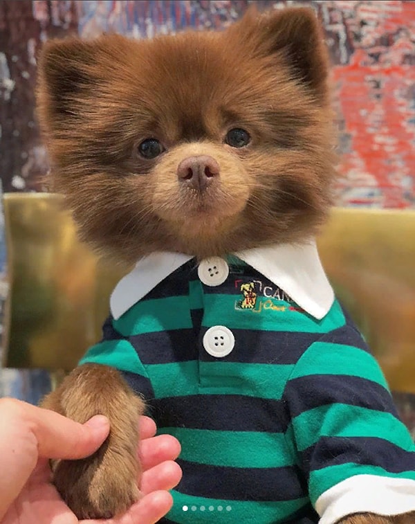 7. Конечно же, подписчики шпица поспешили оценить новый костюмчик: