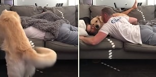 Kanepede Uyuyan Çiftin Arasına Yatan Sevimli Köpek