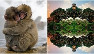 Etrafımızdaki Harika Detayları Gözler Önüne Seren ve Dışarıdan Bir Dokunuş İçermeyen 25 Muhteşem Fotoğraf