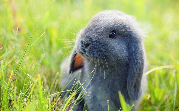 4. Rüyada tavşan sevdiğini görmek