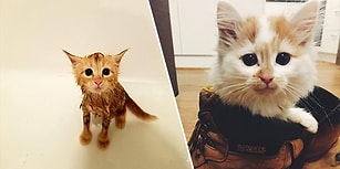 Bugün Uluslararası Kediler Günü 😍 Birbirinden Tatlış Halleriyle Hayatımıza Renk Katan Minnoş Kediler