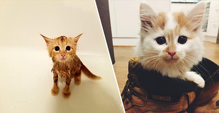 Bugün Uluslararası Kediler Günü 😍 Birbirinden Tatlış Halleriyle Hayatımıza Renk Katan Minnoş Kediler