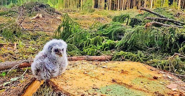 22. Büyük bir orman tahribinden sonra evini kaybetmiş bir baykuş: