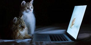 🐾 Patisiz ve Sevgisiz Kalmayın! Sosyal Medya #DünyaKedilerGünü'nü Kutluyor