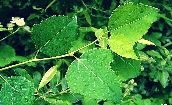 5. Это должен быть легкий вопрос. Какому дереву принадлежит такая листва?