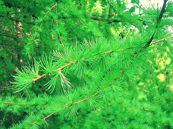 7. Переходим к хвойным. Что это за дерево?