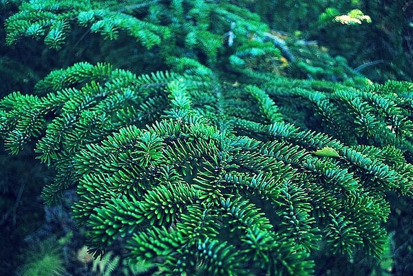 12. И напоследок... Чувствуете запах хвои? :) Что это за дерево?