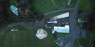 İzlemesi Aşırı Keyifli Şeylerde Bugün: 3500 Koyunun Drone ile Kaydedilen Görüntüleri