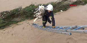 Ordu'daki Sel Felaketinden El Birliği İle Kurtarılan Köpek