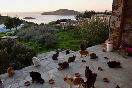 Tek Görev 55 Kediye Bakmak: Siros Adası'nda Bir Ev, Euro ile Maaş ve Tüm Masraflar