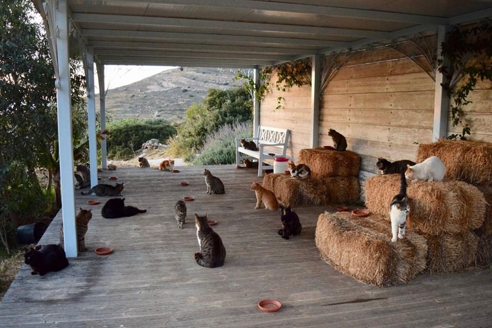 Tek Görev 55 Kediye Bakmak Siros Adası�nda Bir Ev, Euro ile Maaş ve