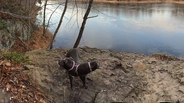 12. Двуглавый... пес