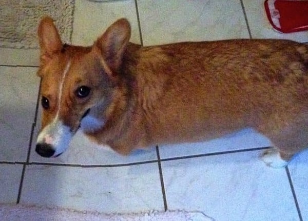 17. Почти обычное фото корги. Ключевое слово - "почти"...