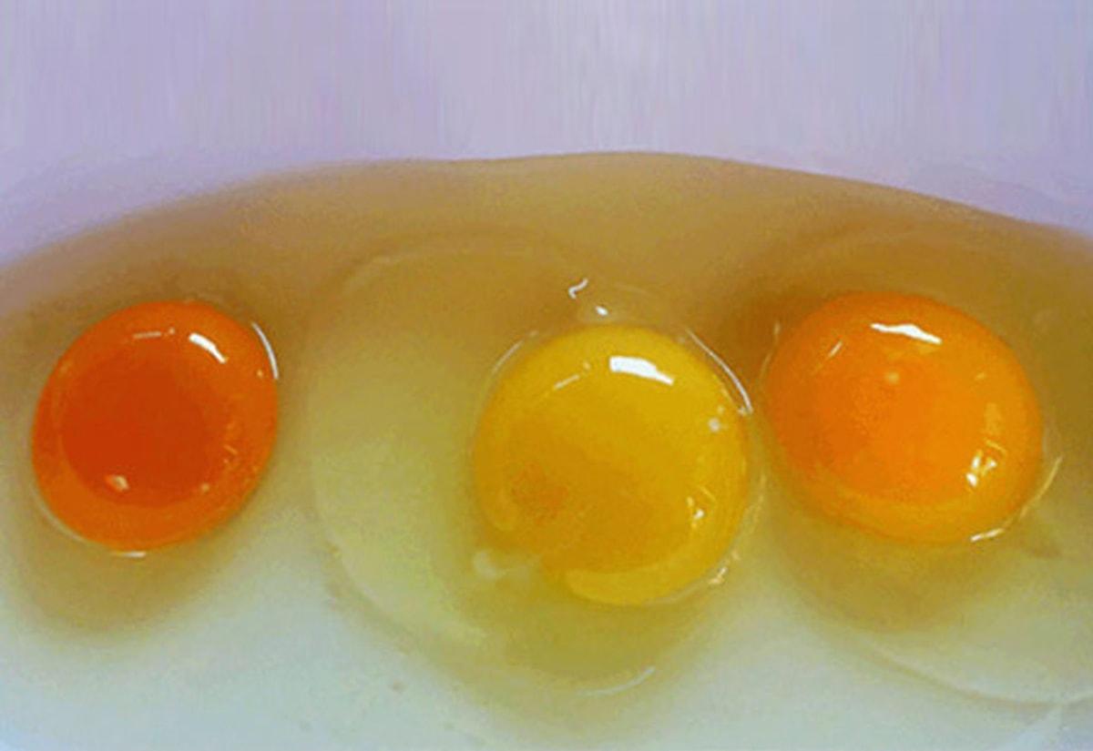 Куриный белок детям. Зеленый белок в яйце. Зеленоватый белок в курином яйце. Яичный цвет. Яйцо зеленоватый оттенок белка.