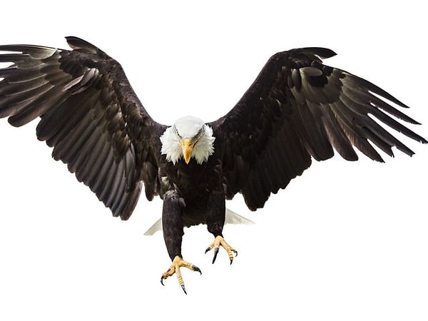 2. Теперь выберите орла!