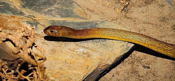 16. Avustralya çöllerinde bulunan içbölge taypanı (bir yılan türü) dünya üzerindeki en vahşi yılanlardan biridir. Ayrıca var olan en zehirli yılanlardan biri olarak da bilinir.