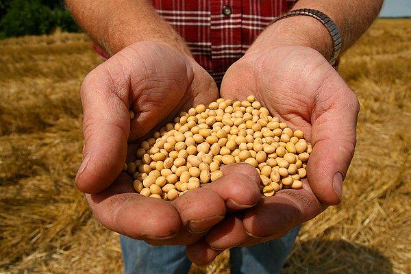 Monsanto aynı zamanda dünyanın en büyük GDO'lu (Genetiği Değiştirilmiş Organizma) tohum üreticileri arasında yer alıyor.