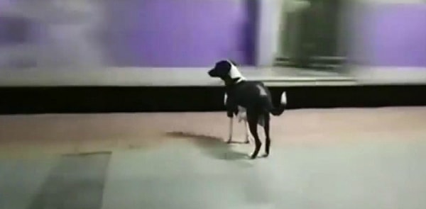 5. Индийский Хатико