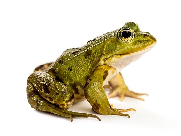 8. И, наконец, выберите лягушку: