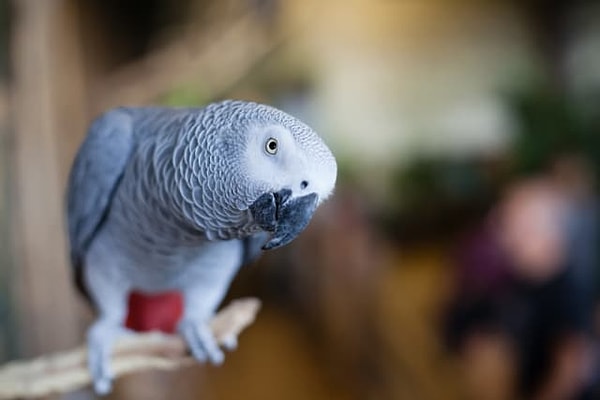 3. Итак, не подглядывая: чего из этого НЕ было в вариантах ответов в 1-м вопросе?