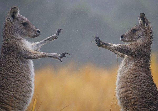 16. Kavga eden kangurular, Avustralya