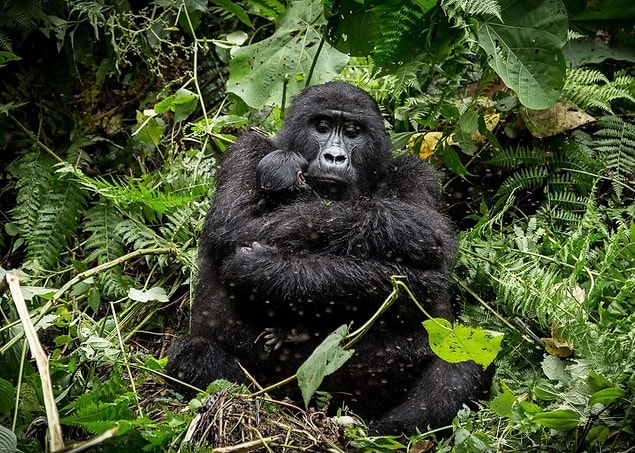 18. Uganda'da güvende