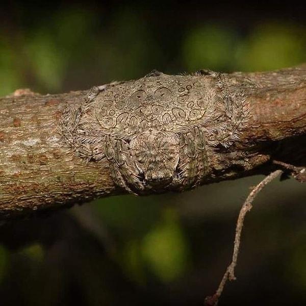 1. Ağaçla bütünleşen örümcek.