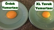 Kocaman Sarısı ve Mükemmel Lezzetiyle Ördek Yumurtasının Vücudumuza Sağladığı 13 Fayda