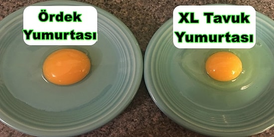 Kocaman Sarısı ve Mükemmel Lezzetiyle Ördek Yumurtasının Vücudumuza Sağladığı 13 Fayda