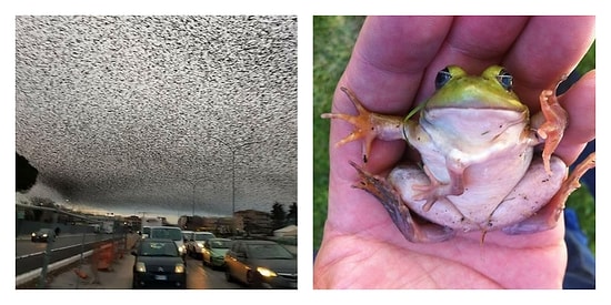 Подборка фотографий с природой, которые могут вас настолько напугать, что вы не сможете досмотреть их до конца