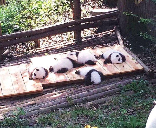 11. "Pandalar için uyku vakti."