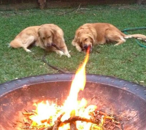 11. Видели когда-нибудь огнедышащих собак? Мы - да!