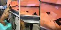 Anne Yüreği Hep Aynı: Prematüre Doğan Yavrusunu İzleyen Anne Köpek